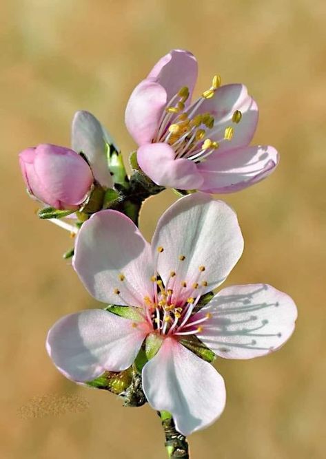 Flowers Reference Photo, Butterflies Drawing, Apple Blossom Flower, Botanical Photography, Watercolor Flower Art, Watercolor Art Lessons, Beautiful Flowers Pictures, Naive Art, Flower Art Painting