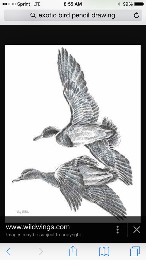 Birds Waterfowl Art, Terry Redlin, Duck Tattoos, Duck Art, Pencil Sketches, Lifestyle Art, Animal Sketches, By Terry, Mallard