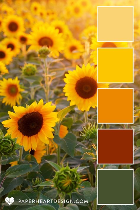 Sunflower Color Pallete, Yellow Green Brown Red Color Palette, Sunflower Yellow Color Palette, Sunflower Pallet Color, Yellow Orange Colour Palette, Color Scheme With Yellow, Sunflower Colour Palette, Sunflower Color Scheme, Shades Of Orange Colour Palettes