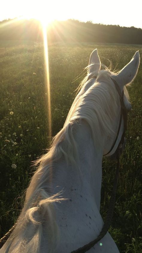 Horsey Life, Horse Riding Aesthetic, Foto Cowgirl, Beautiful Horses Photography, Cute Horse Pictures, Equestrian Aesthetic, Trail Ride, Flipagram Instagram, Horse Wallpaper