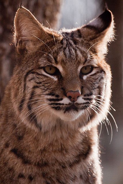 Bobcat Bobcat Pictures, Bob Cats, Bob Cat, Small Wild Cats, Exotic Cats, Cat Family, Cat Aesthetic, Wildlife Animals, Lynx