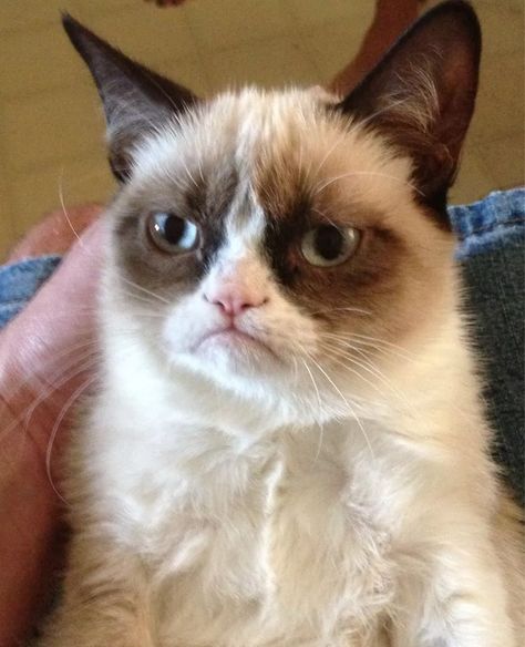 Grumpy Cat meme to become a movie Funny Animals Cartoon, Cats Memes Funny, Pictures With Cats, Cat Grumpy, Drake Meme, Star Trek Meme, Grumpy Cat Meme, Game Of Thrones Meme, Grumpy X Sunshine