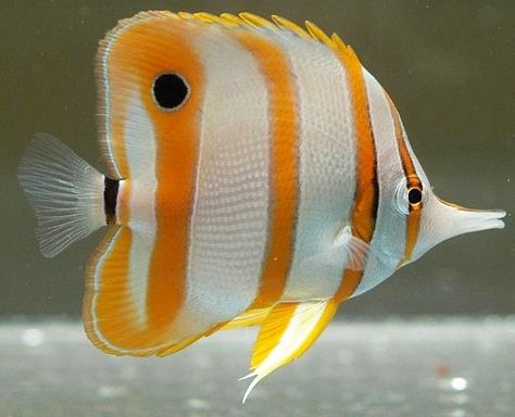 Tropical fish in abundance found on the Great Barrier Reef, Cairns, Australia.@@ Saltwater Fish Tanks, Bawah Air, Pretty Fish, Butterfly Fish, Salt Water Fish, Cool Fish, Beautiful Sea Creatures, Marine Fish, Animal Portraits