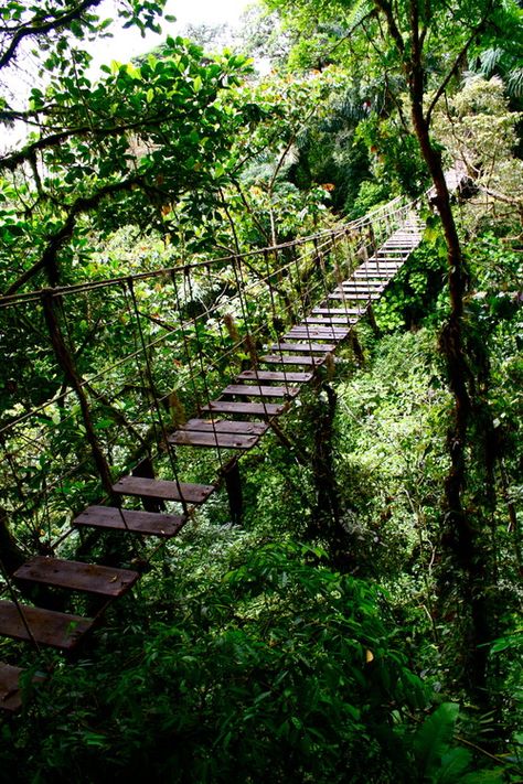 double dare you! Rope Bridge, Swinging Bridge, Bridge Over Troubled Water, Walkway, Garden Bridge, Tree House, The Great Outdoors, Orlando, Places To Go