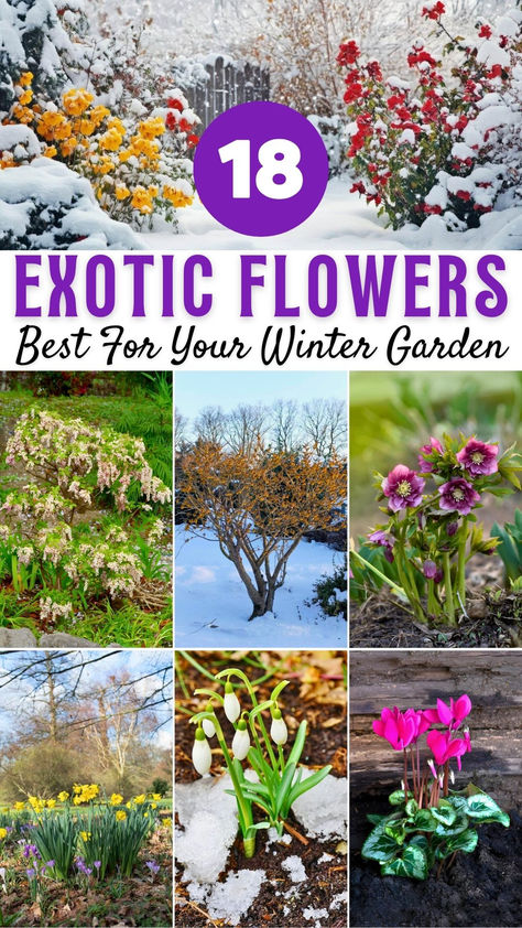 Winter-Blooming Plants Winter Hardy Plants, Winter Sowing Flowers, Cold Hardy Plants, Outdoor Winter Plants, Frosty Landscape, Winter Flowering Plants, Snowy Garden, Winter Flowers Garden, Snow Garden