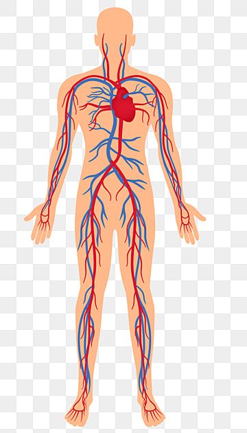 human body,artery,vein,distribution Human Clipart, Human Circulatory System, Sistem Saraf, Doctor Coat, Human Vector, Human Spine, Arteries And Veins, Summer Health, Human Human