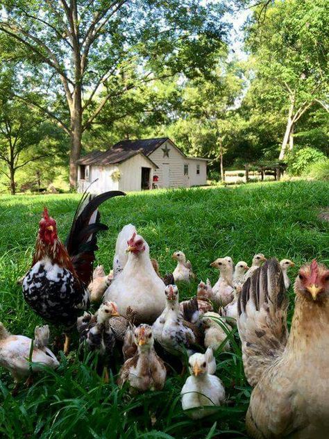 Country Living! Chickens And Roosters, Farms Living, Down On The Farm, Chicken Farm, Hobby Farms, Raising Chickens, Country Farm, Farm Yard, Chickens Backyard