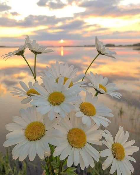 Wallpaper Estetika, Nature Photography Flowers, Daisy Wallpaper, Image Nature, Nothing But Flowers, Beautiful Flowers Wallpapers, Flower Phone Wallpaper, Alam Yang Indah, Nature Aesthetic