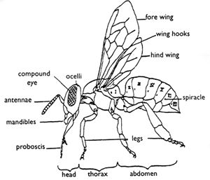 Science Fair Boards, Bee Diagram, Bee Anatomy, Honey Bee Drawing, Science Fair Board, Honey Bee Photos, Honey Bee Facts, Honey Bees Keeping, Urban Beekeeping