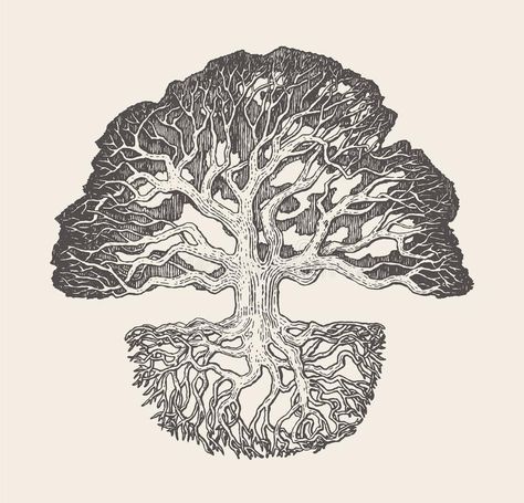 Old oak tree root system drawn vector illustration. High detailed illustration o , #ad, #system, #drawn, #root, #oak, #tree #ad Tree With Roots Drawing, Tree Root System, Roots Illustration, Oak Tree Drawings, Roots Drawing, Dr Tattoo, Oak Tree Tattoo, Tree Root, Old Oak Tree