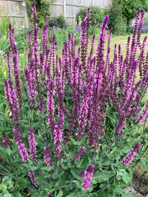 Salvia Caradonna, Pink Salvia, Patio Planting, Salvia Nemorosa, Summer Display, Colourful Garden, Pink Inspiration, Ideas For The Garden, Planting Ideas