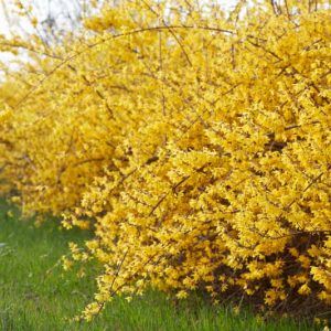 Forsythia 'Northern Gold' Flowering Quince, Gardening Zones, Plant Pests, Plant Problems, Planting Shrubs, Plant Diseases, Garden Types, Zone 5, Wildlife Gardening