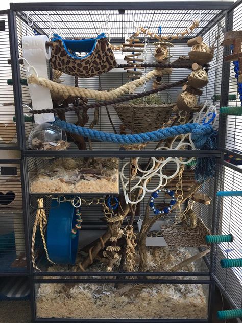 @furrykindcreations Rat Cage Ideas, Pet Rat Cages, Critter Nation Cage, Rat Care, Rat Cage Accessories, Rat House, Sugar Glider Toys, Dumbo Rat, Parakeet Cage