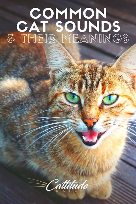 Cats love to communicate! They have a wide range of sounds to try and speak to you! Find out the most common sounds your cat makes and what they mean! Cat Sounds Meaning, Cat Sounds, Antique Knowledge, Cat Language, Rare Cats, Cat Info, Cat Call, What Cat, Types Of Cats