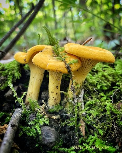 Marjie on Instagram: “Preview of coming attractions. 💛 Chanterelle, Cantharellus cibarius group 🍄 . . . . . . . . . . . 🍴😁” Cantharellus Cibarius, On Instagram, Instagram, Nature