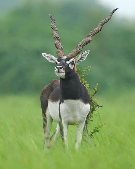 Black Buck Blackbuck Antelope, Dark Fae, Animals With Horns, African Antelope, Deer Photos, Amazing Animal Pictures, Wild Animals Pictures, Stunning Nature, Wild Creatures