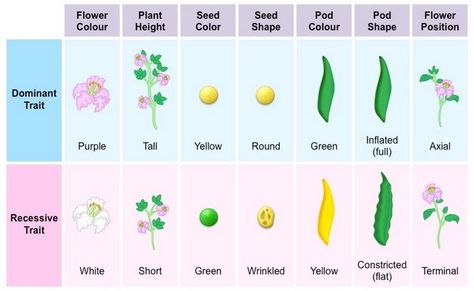 Basic Microbiology, Genetics Worksheet, Mendelian Inheritance, Life Science Classroom, Science Diagram, Plant Experiments, Pea Plants, Gregor Mendel, Science Diagrams