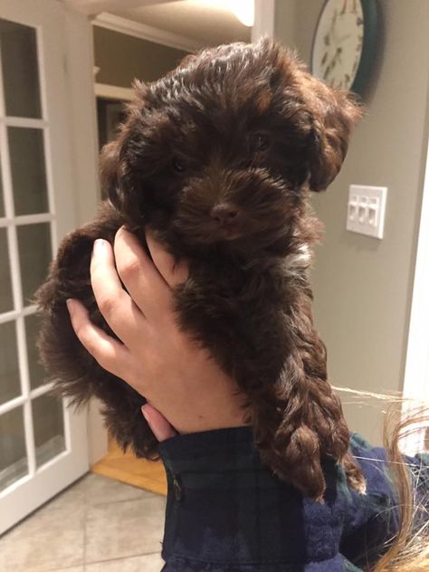 Adorable Chocolate Brown Yorkie Poo Puppy Brown Yorkie Puppy, Maltipoo Dark Brown, Chocolate Yorkie Puppy, Chocolate Maltipoo, Brown Yorkie, Brown Maltipoo, Small Brown Dog, Chocolate Yorkie, Yorkie Poo Puppies