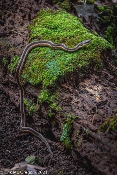 EASTERN GARTER SNAKE (a week of snake observation) - Composition Tuesday #PhotoOfTheDay #EsternGarterSnake #SnakePose #snake #reptile #GarterSnake #AnimalEncounter #reptiles #snakes #ForestFloor #IntoTheTrees #forest #IntoTheWoods #WalkInTheWoods #woods #nature #wildlife #AmazingPlanet #hiking #LongPath #TackamackPark #NewYork #NaturePhotography #AnimalPhotography #ReptilePhotography #Photography #NikonPhotography #ErikMcGregor © Erik McGregor - erikrivas@hotmail.com - 917-225-8963 Garter Snake, Snake Reptile, Lauren Roberts, Forest Floor, Nature Wildlife, Walk In The Woods, Nikon Photography, End Of The World, Exotic Pets