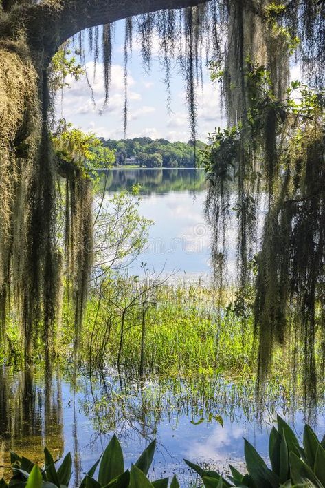 Southern Live Oak Trees, Florida Countryside, Large Oak Tree, Louisiana Swamp, Inner Landscape, Northern Florida, Live Oak Trees, North Florida, Deep South