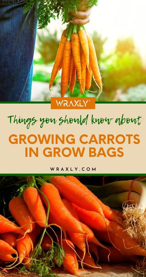 Vegetable Container Garden, Planting Carrots, Carrot Varieties, Grow Carrots, How To Plant Carrots, Growing Carrots, When To Plant Vegetables, Bucket Gardening, Plant Bags