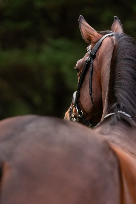 What’s on your bucket list? I want to learn how to ride a reiner. But if taking magical photos of your horse is on your list, I’d be happy to help! Schedule a time to chat about your dream photo session by clicking on the contact me option on my website or sending me a dm. * * * * * #atlantaequestrian #georgiahorse #georgiaequinephotographer #alpharettaequine #atlantahorsephotographer #epnet #horstagram #gdcta Magical Photos, Horse Photographer, Dream Photo, Equine Photographer, Horse Tack, Photo Session, Photo Sessions, Equestrian, Dreaming Of You