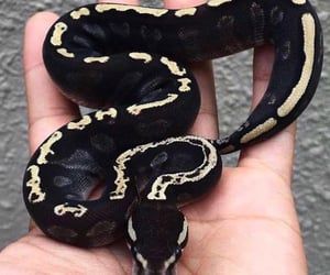 Animais on We Heart It Hall Python, Snake Breeds, Dream Snake, Cute Snakes, Python Morphs, Danger Noodles, Pretty Snakes, Ball Python Morphs, Reptile Room