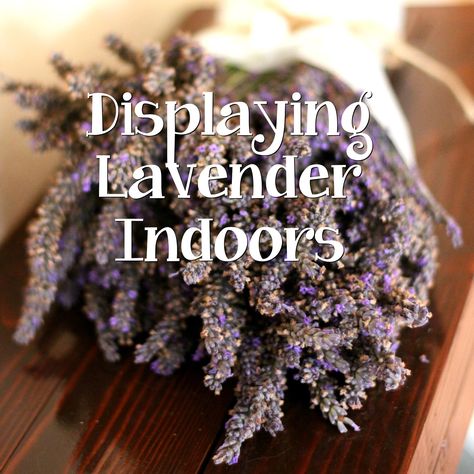 Simply Santa Barbara: Displaying Lavender Indoors Hanging Dried Lavender, Dried Lavender Uses Decor, How To Display Dried Lavender, Dried Lavender Decor, Lavender Display, Decorating With Lavender, Lavender Indoors, Lavender Bedroom, Lavender Uses