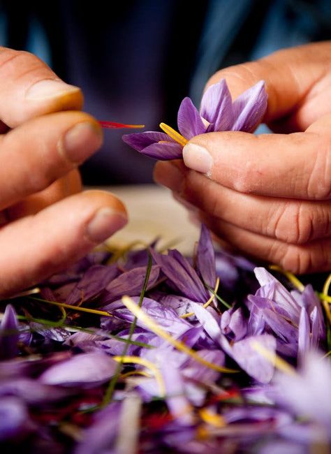 An Intimate Look at Italy’s Saffron Harvest - The New York Times Saffron Crocus, Saffron Flower, Italian Language Learning, Fruit Box, Australian Photographers, Regions Of Italy, Tableau Art, Tourist Spots, Wire Baskets