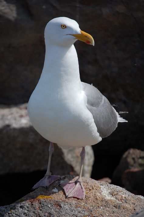 Herring Gull Herring Gull, Sea Gulls, Dove Pigeon, 1st January, Blue Horse, Shorebirds, Bird Pictures, Sea Birds, Birds Of Prey