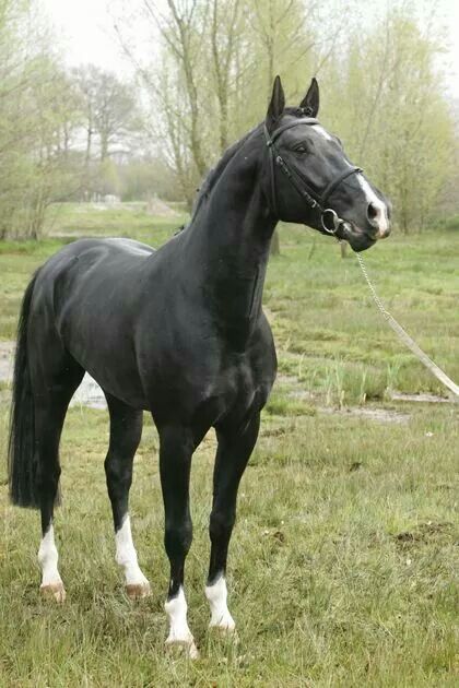 Black Hanoverian Horse, Gelderlander Horse, Best Horse Breeds, Horse Clydesdale, Horse Palomino, Kathiyawadi Horse, Clydesdale Horse, Horse Arabian, Warmblood Horses