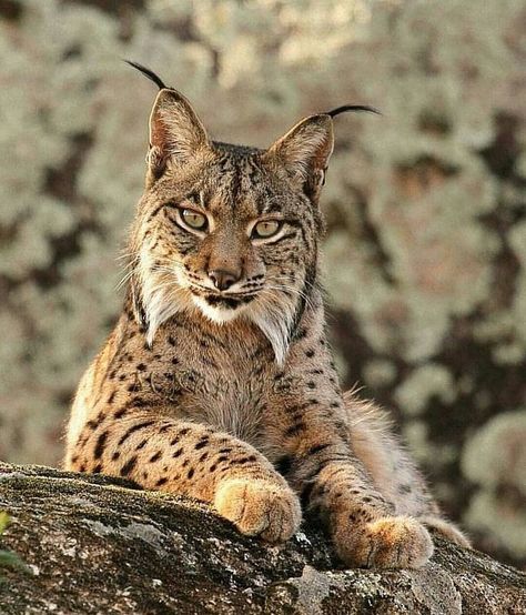 A young male Iberian Lynx, just beautiful 😳🙌. . . The Iberian lynx is a wild cat species native to the Iberian Peninsula in Spain &… Iberian Lynx, Lynx, A Cat, Close Up