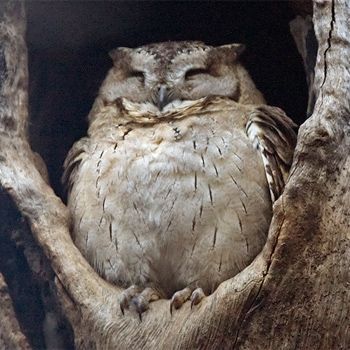 Fat, happy, little owl Owl Library, Happy Owl, Hoot Owl, Beautiful Owl, Owl Bird, Birds Of Prey, 귀여운 동물, Animals Friends, Beautiful Creatures