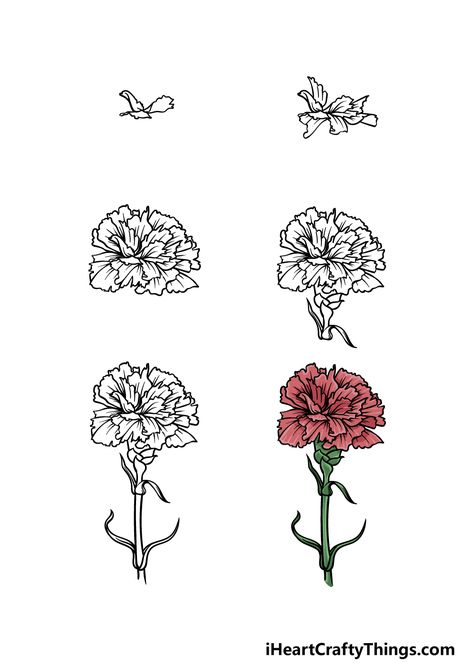 Carnation Step By Step Drawing, Red Carnation Flower Drawing, How To Draw A Carnation Flower, How To Paint A Carnation, Pink Carnation Drawing, Dianthus Flowers Drawing, Red Carnation Drawing, Carnation Drawing Tattoo, How To Draw Carnations Step By Step