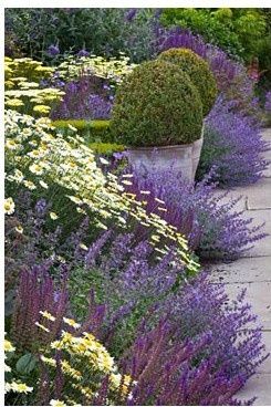 Noted: Beautiful Border via Pinterest #garden #design #plants http://buff.ly/1oapOm1 Buddleia Davidii, Buxus Balls, Summer Border, Salvia Nemorosa, Water Drip, Lavender Garden, Have Inspiration, The Secret Garden, Garden Borders