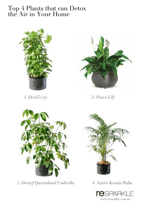 Plants Benefits, Plant Bathroom, Garden Australia, Indoor Plants Clean Air, Plant Bedroom, Plants Bedroom, Best Air Purifying Plants, Air Garden, Tall Indoor Plants