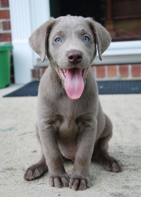 Today I learned about Silver Labs. Their adorableness is overwhelming. - Imgur Cute Labrador Puppies, Lup Singuratic, Silver Labrador Retriever, Silver Lab, Retriever Puppies, Labrador Retriever Puppies, Puppies And Kitties, Irish Wolfhound, Lab Puppies