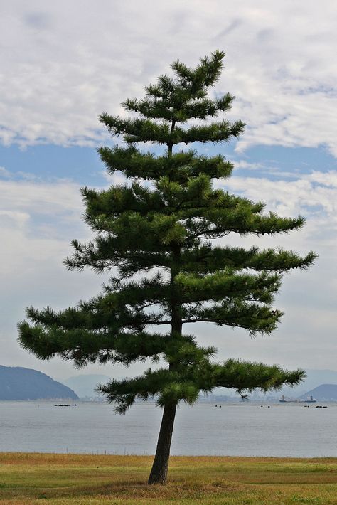 Tree, Naoshima Photos Of Trees Photography, Trees In Forest, Pine Tree Reference, Tree Composition, Tree Scenery, Single Tree Photography, Single Tree Landscaping Ideas, Tree Images Nature, Tree Photo