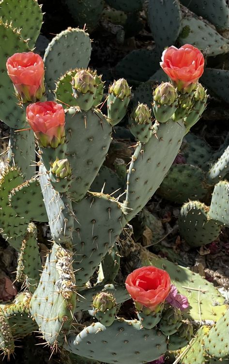 Mexico Cactus, Opuntia Cactus, Cactus Paintings, Cactus Photography, Wildflower Photo, Blooming Cactus, Cactus Painting, Desert Flowers, Cactus Art