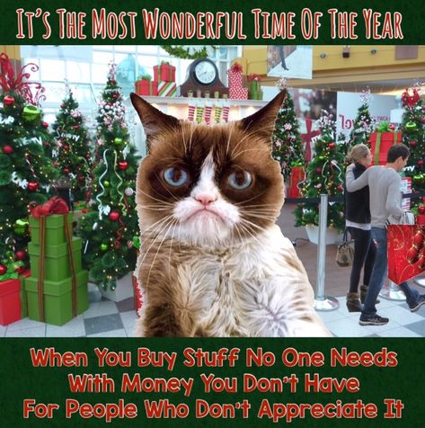 It’s The Most Wonderful Time Of The Year 🎅🏼 When You Buy Stuff No One Needs. With Money You Don’t Have. For People Who Don’t Appreciate It 😐 Happy Birthday Funny Cats, Animal Sayings, Cat Rocks, Grumpy Cat Christmas, Grumpy Cat Meme, Cat Humor, Animal Humor, Christmas Pics, Grumpy Cat Humor