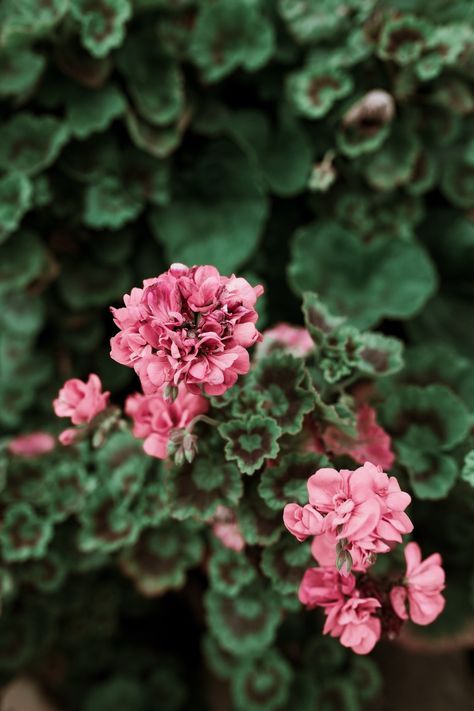 Geranium Aesthetic, Flower Image, Garden Of Earthly Delights, Beautiful Flowers Photography, Photography Flowers, Dark Flowers, Book Sculpture, Flowers Beautiful, Flower Plant