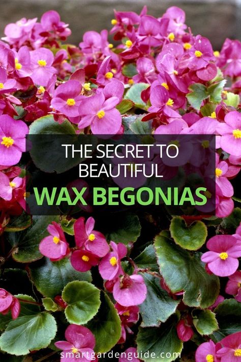 Wax Begonias Landscaping, Wax Begonias In Pots, Begonia Landscaping, Begonia Care Indoor, Begonias In Pots Front Porches, Begonia Varieties, Wax Begonias, Begonia Care, Planting Hacks