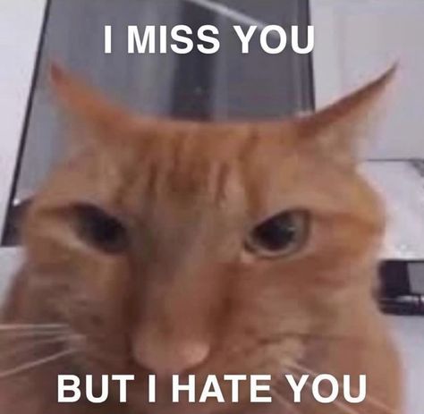 Missing Someone Memes Funny, I Miss You Cat Cute, I Hired This Cat To Stare At You, Cat Miss You, Am I Annoying You, I Miss You But I Hate You, Daily Homie Checkup Cat, Cute Cat Memes Feelings, I Miss You Funny