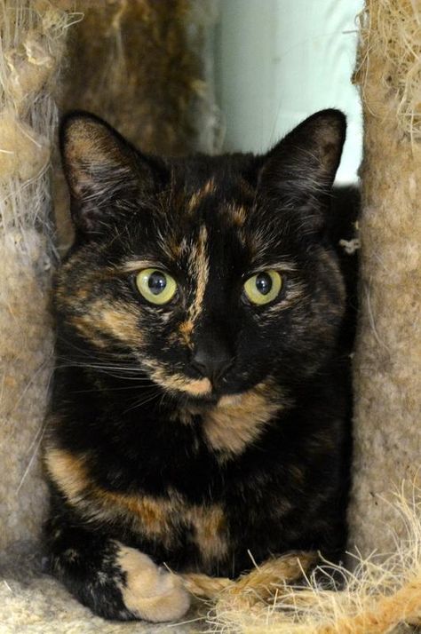 Tortoiseshell Cats, Tortie Cats, Tortoiseshell Cat, Calico Cats, Tortoise Cat, Cat Anatomy, Cat Language, Tortoise Shell Cat, Sleepy Cat