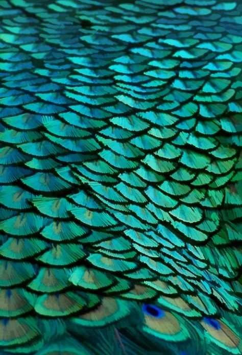 Peacock feathers from the Cincinnati Zoo © Terry  R. Hatfield Bohol, Peacock Feathers, Green Gemstones, Patterns In Nature, Color Textures, Blue And Green, Textures Patterns, Shades Of Green, Color Inspiration