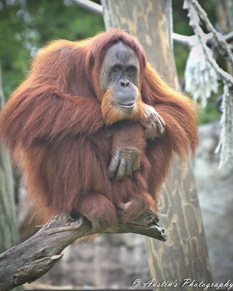 Orangutan Photography, Male Orangutan, Bornean Orangutan, Sumatran Orangutan, Wild Animals Pictures, Monkey Art, Human Anatomy Art, Great Ape, Rare Animals