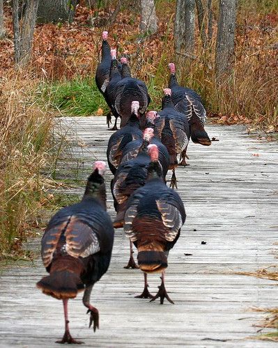 Turkey Trot, Turkey Hunting, Wild Turkey, Hunting Fishing, 귀여운 동물, Bird Watching, A Group, The Words, Animal Kingdom