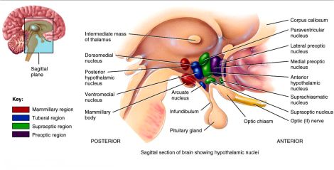 sagittal section of hypothalamic nuclei Hypothalamus Disorders, Neuron Structure, Brain Anatomy And Function, Corpus Callosum, Anatomy Physiology, Limbic System, Brain Anatomy, Pituitary Gland, Human Body Anatomy