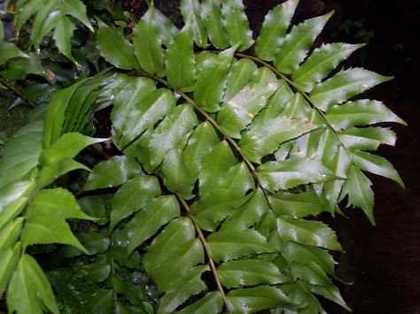 Holly fern, named for its serrated, sharp-tipped, holly-like leaves, is one of the few plants that will grow happily in the dark corners of your garden. Read this article to learn about the care of holly ferns and see if this plant is right for you. Holly Fern, Fern Care, Ferns Care, Ferns Garden, Garden Waterfall, Backyard Plants, Invasive Plants, Fern Plant, Succulents In Containers