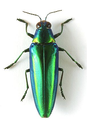 godofinsects.com :: Jewel Beetle (Chrysochroa rajah) Jewel Beetle, Beetle Art, Cool Insects, Insects Theme, Beetle Insect, Cool Bugs, Bug Art, Beetle Bug, New Background Images